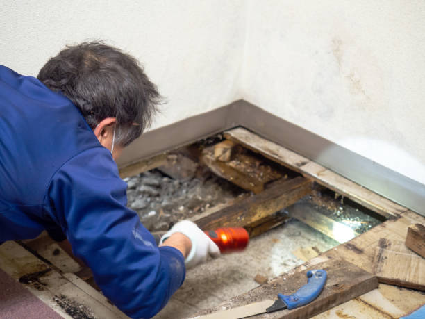 Best Mold Removal and Inspection  in Helper, UT