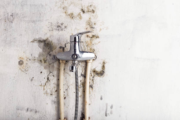 Best Local Mold Removal Service  in Helper, UT