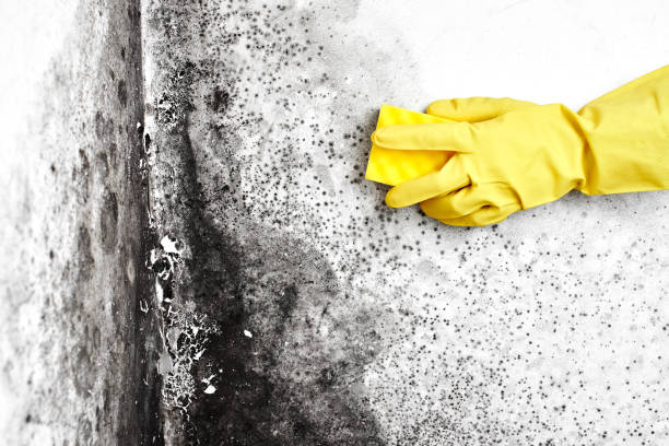 Best Same-Day Mold Removal  in Helper, UT