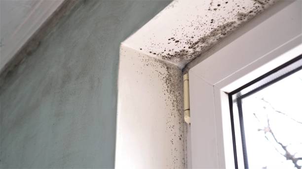 Best Mold Remediation Experts  in Helper, UT