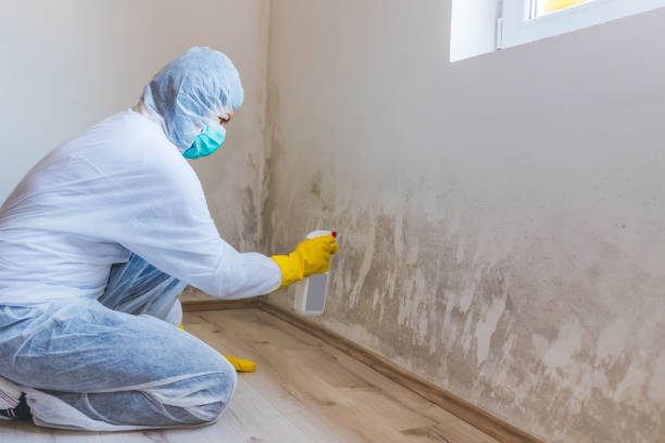 Mold Removal Process in Helper, UT