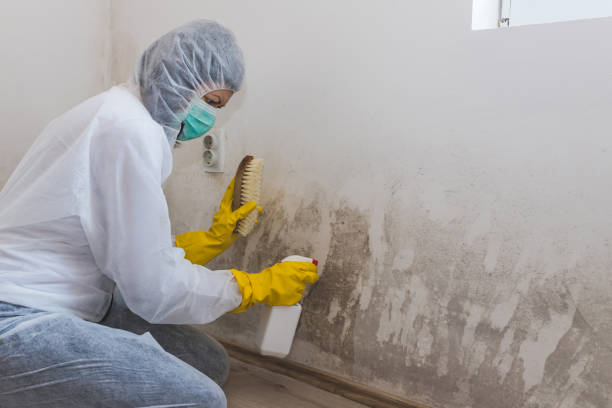 Best Emergency Mold Removal  in Helper, UT