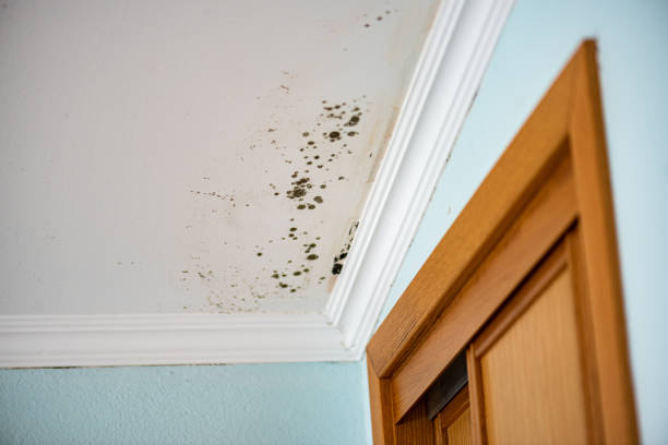 Best Attic Mold Removal  in Helper, UT