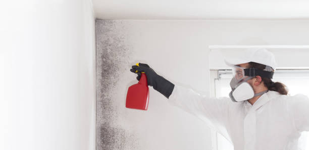Best Same-Day Mold Removal  in Helper, UT