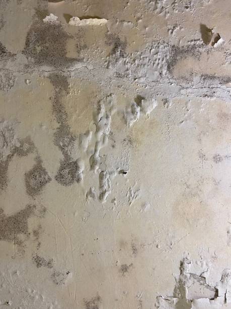 Best Toxic Mold Removal  in Helper, UT
