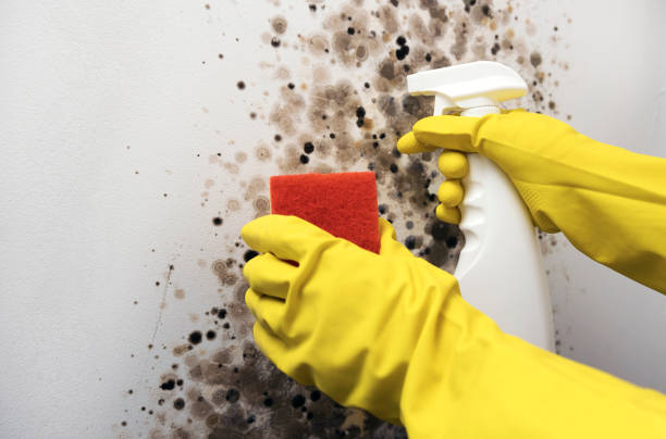 Trusted Helper, UT Mold Removal Experts