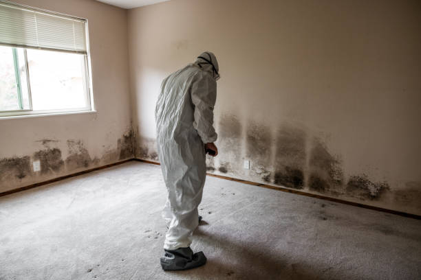 Best Home Mold Removal  in Helper, UT