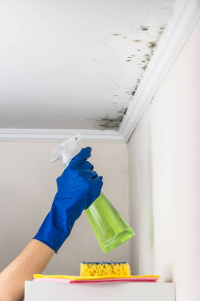 Best Same-Day Mold Removal  in Helper, UT
